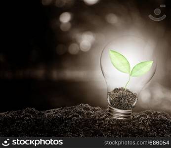 Light bulb with plant growing inside on soil ecology, Concept of conserve environment.