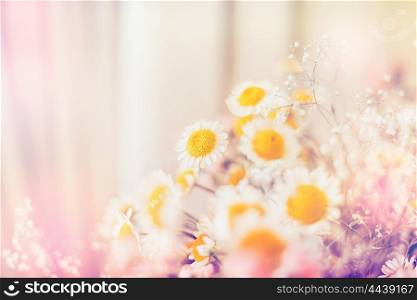 Light daisies flowers, floral background