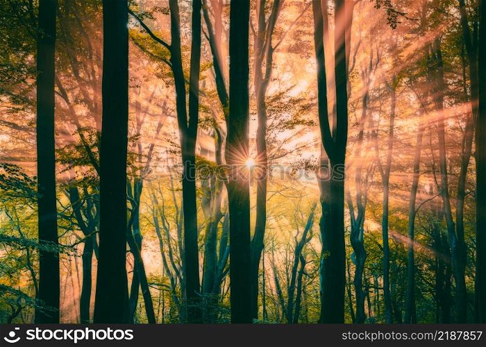 Light haze or morning fog. Sun shines through the trees in a forest. Sunny magical forest in the rays of the rising sun in the morning time. Sun rays emerging though the green trees.. Beautiful sunlight rays pass through the trees and smoke, in the morning of the upcoming autumn