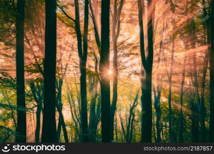 Light haze or morning fog. Sun shines through the trees in a forest. Sunny magical forest in the rays of the rising sun in the morning time. Sun rays emerging though the green trees.. Beautiful sunlight rays pass through the trees and smoke, in the morning of the upcoming autumn