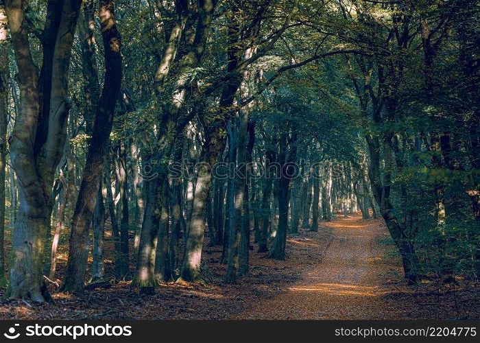 Light haze or morning fog. Sun shines through the trees in a forest. Sunny magical forest in the rays of the rising sun in the morning time. Sun rays emerging though the green trees. Morning sun rays flowing through the tree branches at sunrise