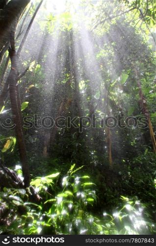 Light in the deep tropical forest, Northern Thailand