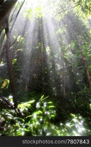 Light in the deep tropical forest, Northern Thailand