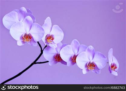 light lilac orchid on the lilac background. branch of light lilac orchid on the lilac background