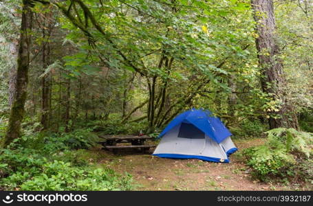 Light makes it through to this campsight in the woods