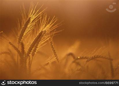 Light on Wheat