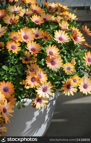 Light orange osteospermum or dimorphotheca flowers in the flowerbed, salmon color flowers. Light orange osteospermum or dimorphotheca flowers, salmon color flowers