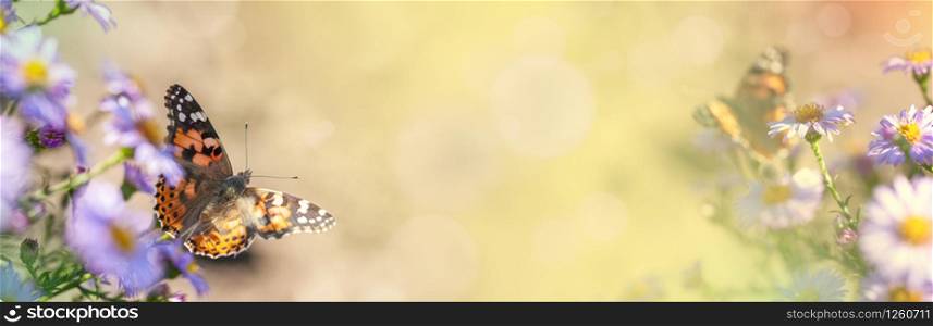 light panoramic spring background with flower and butterfly