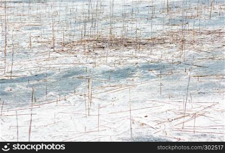 Light pastel natural background - dry stems of reed and grass on the white quartz sand closeup. Selective focus.. Pastel Natural Background