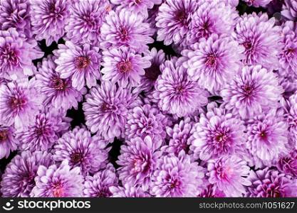 Light pink chrysanthemum bouquet background