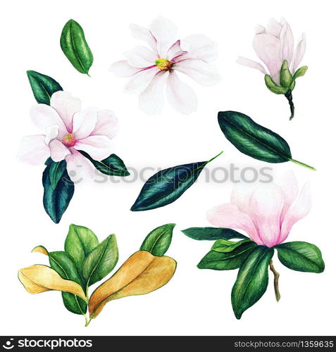 Light pink magnolia flowers and leaves, watercolor collection, hand drawn illustrations, design elements.