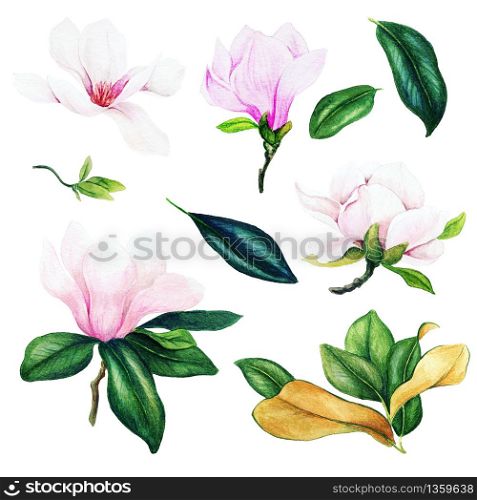 Light pink magnolia flowers and leaves, watercolor collection, hand drawn illustrations, design elements.