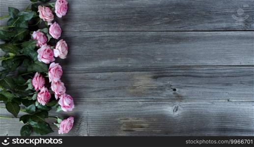 Light pink roses on rustic wooden boards for Mothers Day concept in flat lay format  