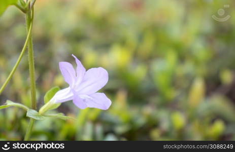 Light purple flowers in nature