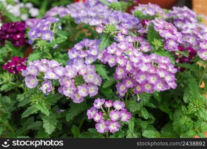 Light purple verbena blooming (Verbena tenera), pot plants. Light purple verbena blooming, pot plants