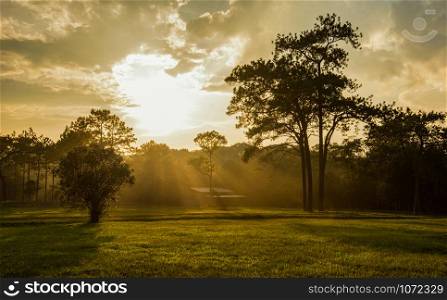 Light shines through on pine tree sunset on green meadow and forest background