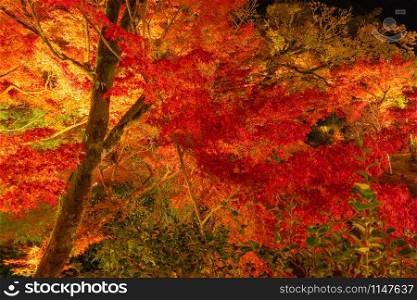 Light up at red fall foliage tunnel, the maple corridor, with illuminated red maple leaves or fall foliage in autumn on black background near Fujikawaguchiko, Yamanashi. trees in Japan at night.