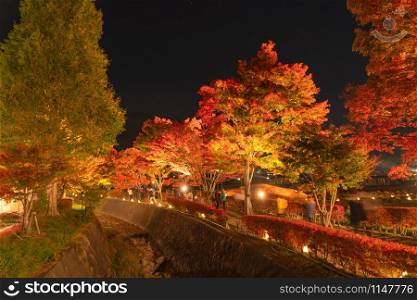Light up at red fall foliage tunnel, the maple corridor, with illuminated red maple leaves or fall foliage in autumn on black background near Fujikawaguchiko, Yamanashi. trees in Japan at night.