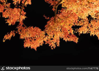 Light up at red fall foliage tunnel, the maple corridor, with illuminated red maple leaves or fall foliage in autumn on black background near Fujikawaguchiko, Yamanashi. trees in Japan at night.