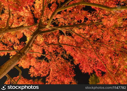 Light up at red fall foliage tunnel, the maple corridor, with illuminated red maple leaves or fall foliage in autumn on black background near Fujikawaguchiko, Yamanashi. trees in Japan at night.