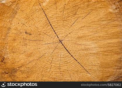 Light yellow cracked wooden texture can be used for background