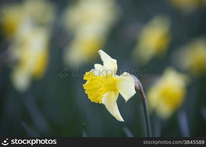 light yellow daffodil with other specimen in the background