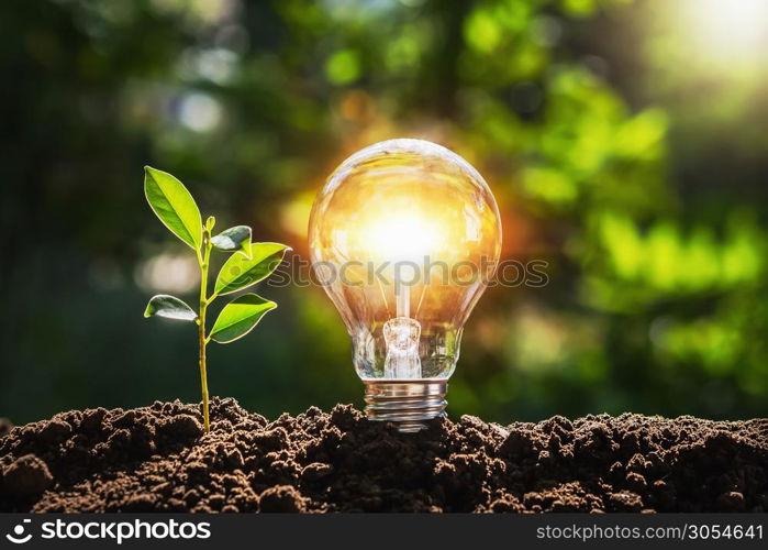 lightbulb tree with sunlight on soil. concept save world and energy power