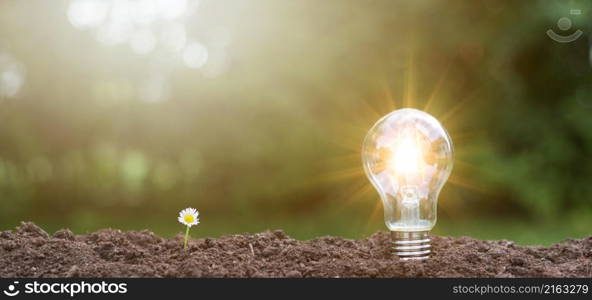 lightbulb with small plant on soil and sunshine. concept saving energy in nature