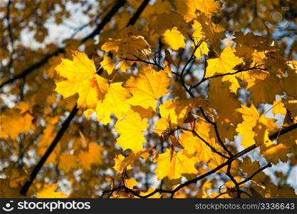 Lighted autumn maple leaves on the blurred background
