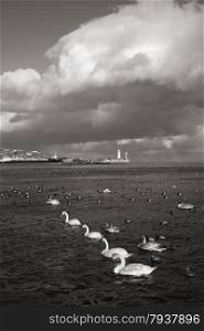 lighthouse abd flock of birds on water