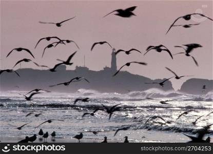 Lighthouse and birds, Oregon
