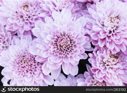Ligth purple or violet Mum flowers in garden. Beautiful Mum flowers background. Mum flower for design or decoration. Cute Mum flowers for love scene.