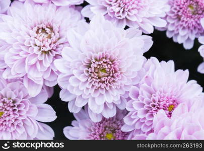 Ligth purple or violet Mum flowers in garden. Beautiful Mum flowers background. Mum flower for design or decoration. Cute Mum flowers for love scene.