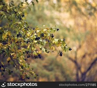 Ligustrum vulgare ripened in the autumn park