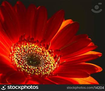 Like a fire, abstract floral backgrounds with red dahlia flower