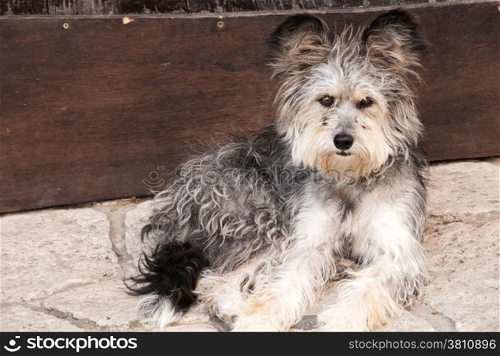 Likeable shaggy stray dog on stone pavement