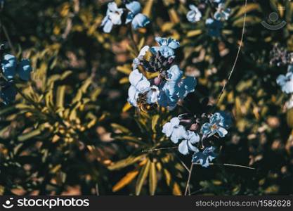 Lilac and blue flowers of bicolor erysimum in nature in sunlight