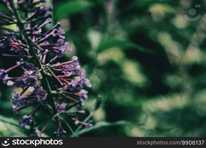 lilac and small flowers of a plant in the middle of a field in Spain