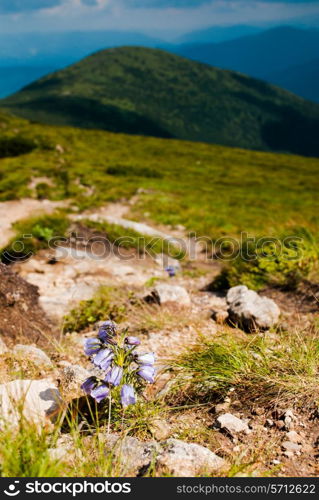 Lilac bells - lat. Campanula alpina - wildfllowers of Carpathian mountains