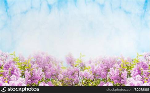 Lilac blooming over sky background, banner