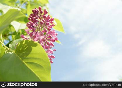 Lilac blossom in spring scene. Spring blooming lilac flowers. Lilac flowers. Lilac blossom in spring scene. Spring blooming lilac flowers. Copyspace