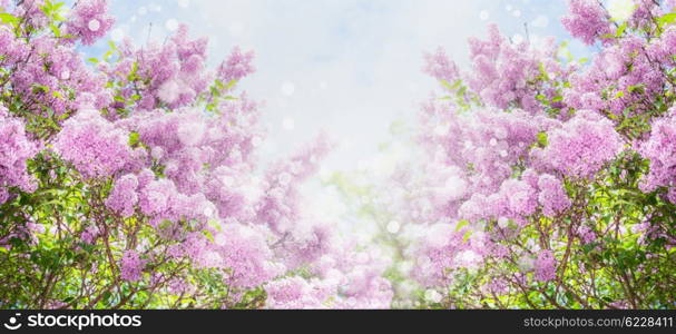 Lilac blossom with bokeh over sky background. Outdoor nature background with lilac flowering in garden or park, banner