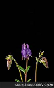 lilac blossoms of columbines in front of black background
