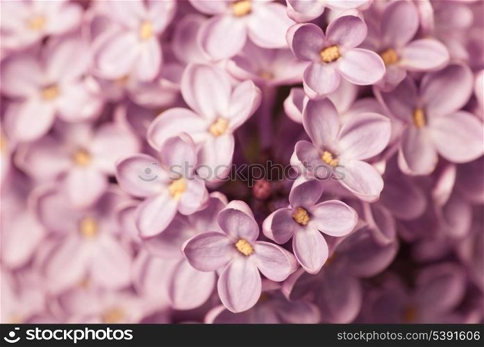 Lilac branch closeup, springtime