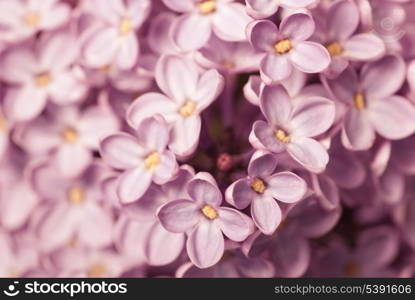 Lilac branch closeup, springtime