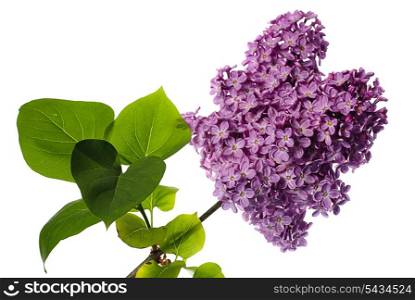 lilac branch isolated on white. Llight violet flowers on twig with leaves