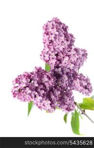 lilac branch isolated on white, violet flowers on twig