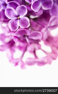 Lilac branch on a white background with copyspace