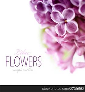 Lilac branch on a white background with sample text