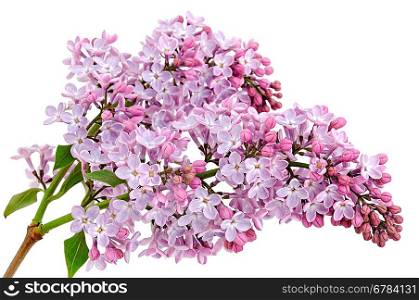 Lilac branch on the white background